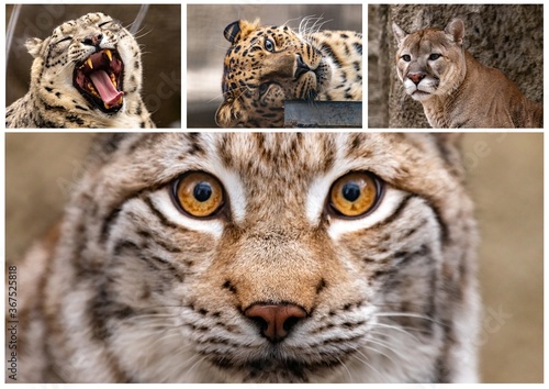 puma leopard