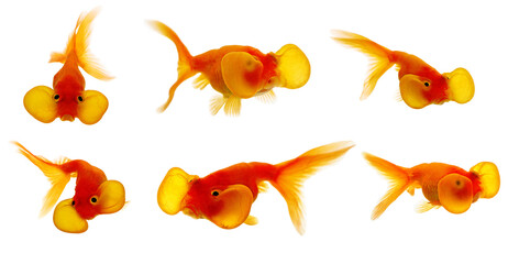 Wall Mural - Set of goldfish on a white background