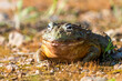 Giant African Bullfrog (Pyxicephalus adspersus), South Africa
