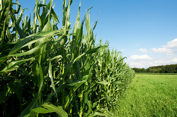 Wall Mural - Corn plantation in Bavaria.