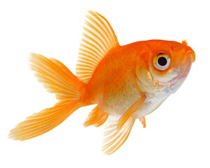  Goldfish on White