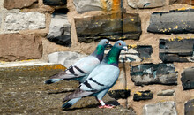 Two Wild Pigeons Are Standing On A Wall With Gob Hewn Natural Stones