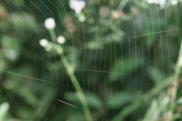 Poster - Cobweb or spider's web against a natural background, Dew on a spider .
