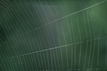 Poster - Cobweb or spider's web against a natural background, Dew on a spider .