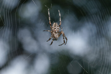 Poster - Cobweb or spider's web against a natural background, Dew on a spider .