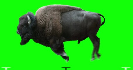 Wall Mural - Isolated American Bison cyclical running. Can be used in real coloring, and as a silhouette. Green Screen.