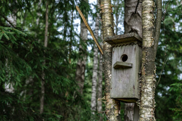 An old wooden birdhouse made of planks hangs between two thin birches against the backdrop of dense trees in the forest.