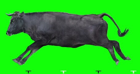 Black bull runs on a transparent background. Cyclic animation. Green Screen. Can also use as a silhouette.