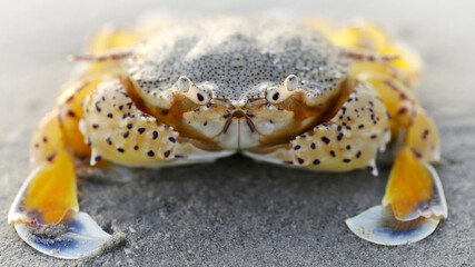 yellow crab on the sand at sunset, a strong shell for protection and two big claws for defense, this crustacean is a good fighter. macro photo of the sea life on a beach on a Thai island near Krabi