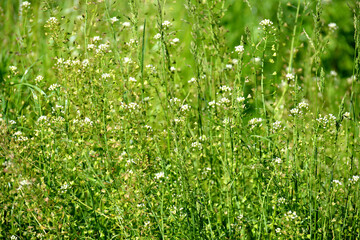 Wall Mural - Flowering shepherd's bag (Capsella bursa-pastoris L.)