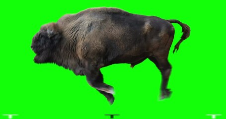 Wall Mural - Isolated Wisent (European Wood Bison) cyclical running. Can be used in real coloring, and as a silhouette. Green Screen.