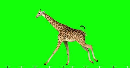 Wall Mural - Isolated giraffe cyclical running. Can be used as a silhouette. Green Screen.