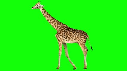 Wall Mural - Isolated giraffe cyclical walking. Can be used as a silhouette. Green Screen.
