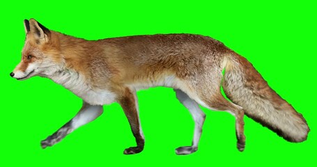 Wall Mural - Red fox walking. Isolated and cyclic animation. Green Screen.