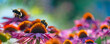 bumblebees and Echinacea flowers close up