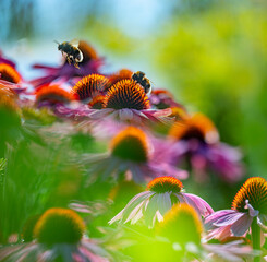 Sticker - bumblebee and Echinacea flowers close up