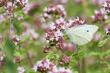 Small Cabbage White Butterfly (Pieris Rapae) On Purple And Pink Wild Flower In Blooming Nature