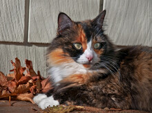This Pet Cat Is Laying Down Outdoors On A Porch With Siding In The Background And Autumn Leaves.  She Is A Long Haired Calico Feline With Striking Green Eyes And White Boot Feet.