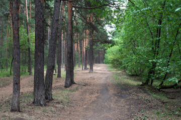 Fototapeta sosna ścieżka las drzewa