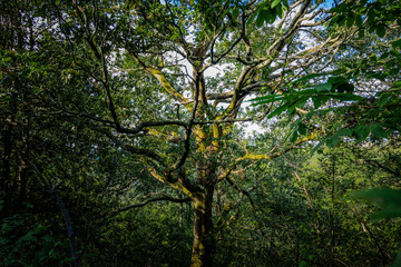 Zonas verdes, naturaleza del entorno de Zugarramurdi y Urdazubi