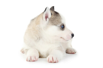 Wall Mural - Husky puppy isolated on white background