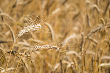 Wonderful field of yellow wheat ears ready to be harvested in summer, close up