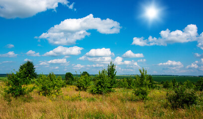 Wall Mural - green meadow and blue sky with clouds in summer