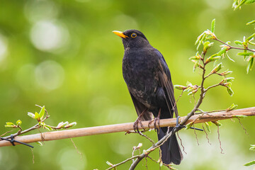 Blackbird male turdus merula singing in a tree in a garden