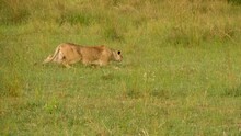 A Lioness Hunts Antelopes By Crawling In The Grass To Approach Unseen