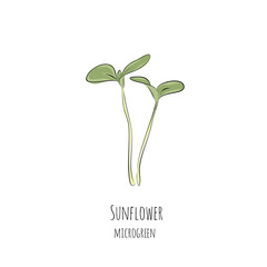 Wall Mural - Hand drawn sunflower micro greens. Vector illustration in sketch style isolated on white background.