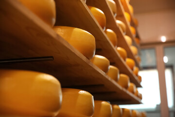 Wall Mural - Fresh cheese heads on rack in factory warehouse