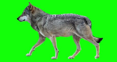 Wall Mural - Wolf walks. Animation isolated and cyclical. You can use in real coloring, and as a silhouette. Green Screen.
