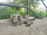 Fototapeta Dmuchawce - cat in the garden