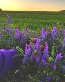 Fototapeta Dmuchawce - lavender field in the netherlands