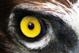Fototapeta Konie - Eagle eye, yellow, close-up. High quality photo