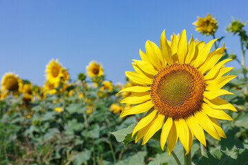 Sunflower natural background. Sunflower blooming. Close-up of sunflower