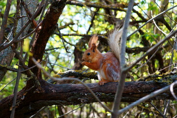 squirrel on a tree