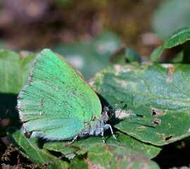 Wall Mural - butterfly on green leaf