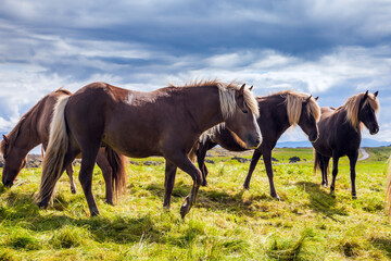 Wall Mural - Icelandic horses on a free pasture