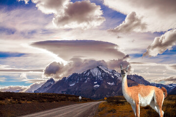 Canvas Print - Guanaco grazes