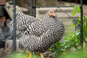 Wall Mural - free range chicken