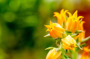 Orange Tropical Flower