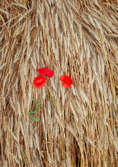 Sticker - vertical natural background top view of Golden wheat ears and red flowers poppies