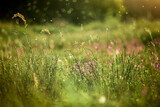 Fototapeta Dmuchawce - Letnia łąka w świetle słońca