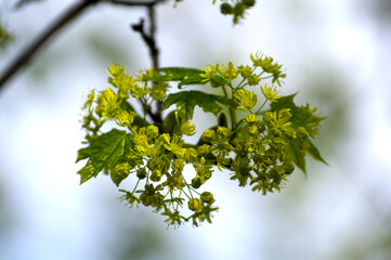 green flowering maple tree with leaves