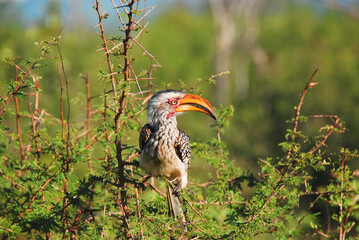 Africa- Close Up of a Yellow Billed Hornbill in South Africa