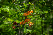 Michigan Lily