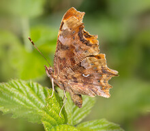 Comma Butterfly, Polygonia C-album, Resting, Sitting With Wings Up Showing Distinctive Comma Mark,  On A Bramble Leaf. Taken At Longham Lakes UK