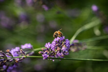 Macro Of Bee On Lavender.  
