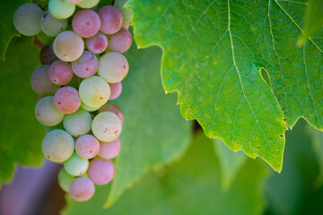 Closeup of ripening Canadice Grapes